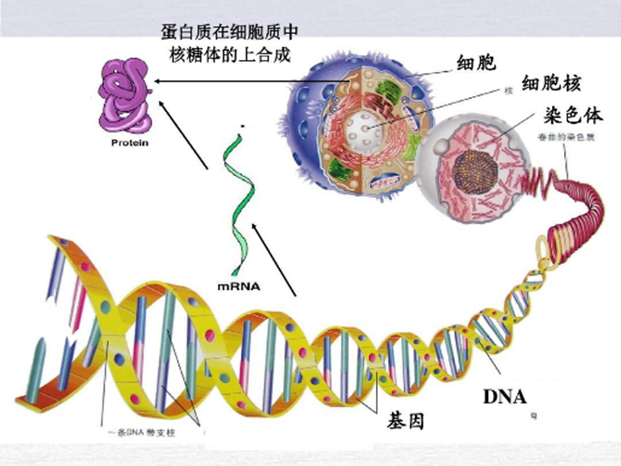 生物反應(yīng)器