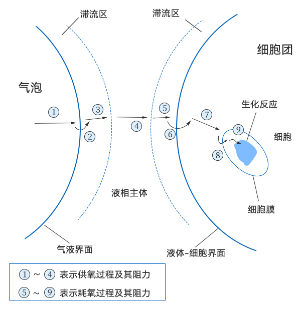 氧從氣泡到細(xì)胞中傳遞過程示意圖