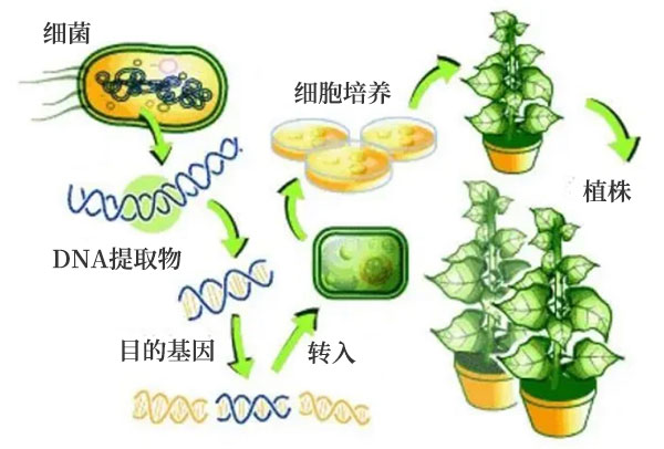 基因改良之農(nóng)業(yè)應用